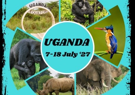 Gorillas in the Wild