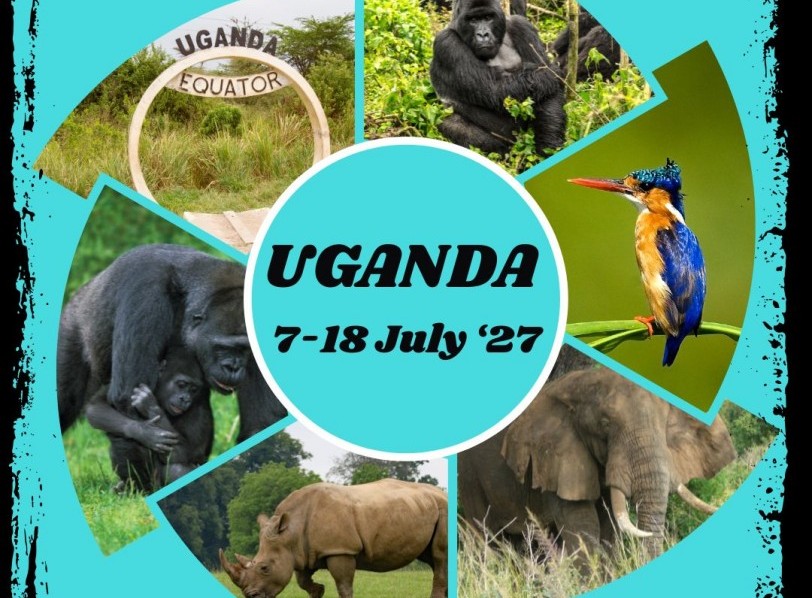 Gorillas in the Wild