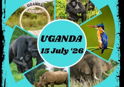 Gorillas in the Wild